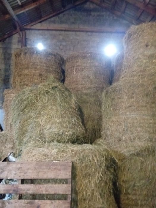 Witam sprzedam siano