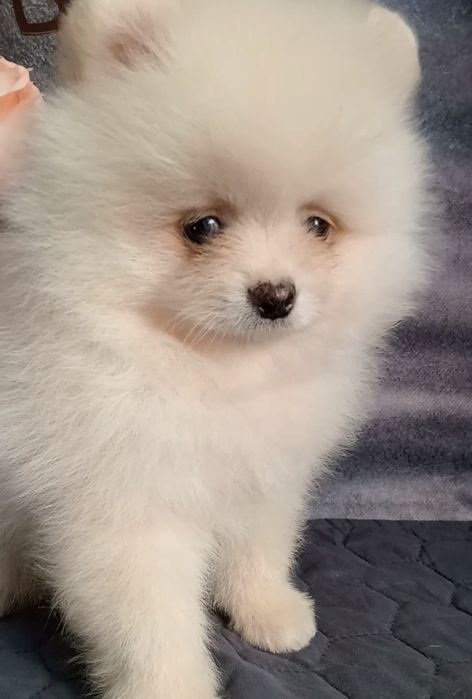 Малючок шпіц біленький