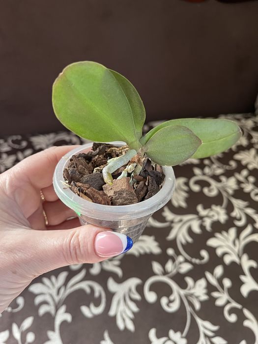 Дітки фаленопсисів, пеньок, орхідея.