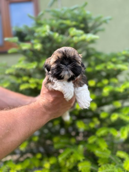 Shih-Tzu piekna sunia z rodowodem