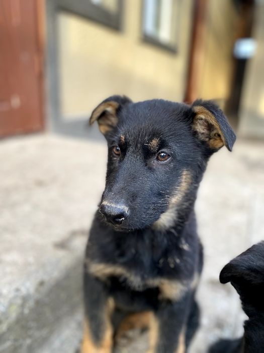 Німецька вівчарка