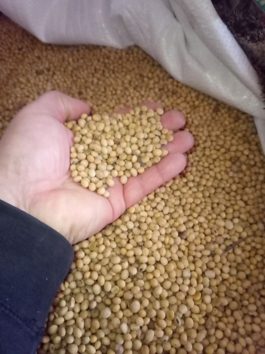 Продаж сої ГМО суха