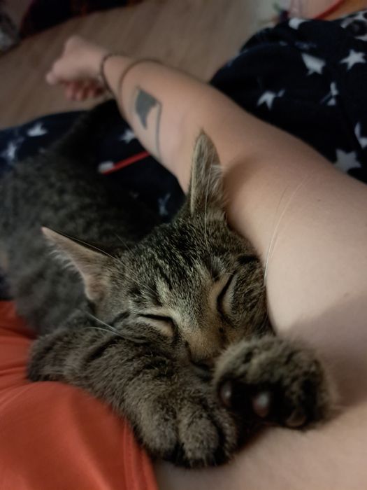 Forcik do adopcji, 4 miesięczny kociak