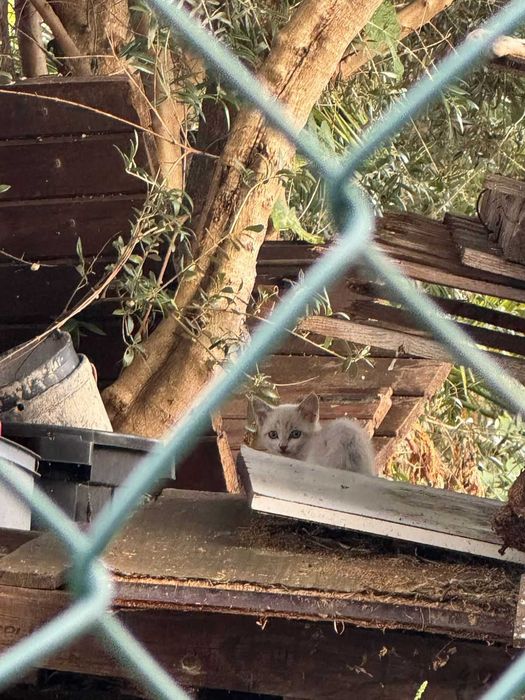 Gatinhos para adoção responsável Loulé