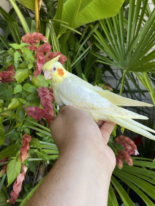 Caturra domesticada amarela com face vermelha