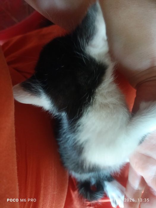 Коти, котенята, кішечки