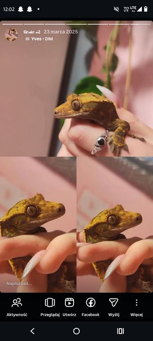 Sprzedam gekona orzęsionego z całym wyposażeniem