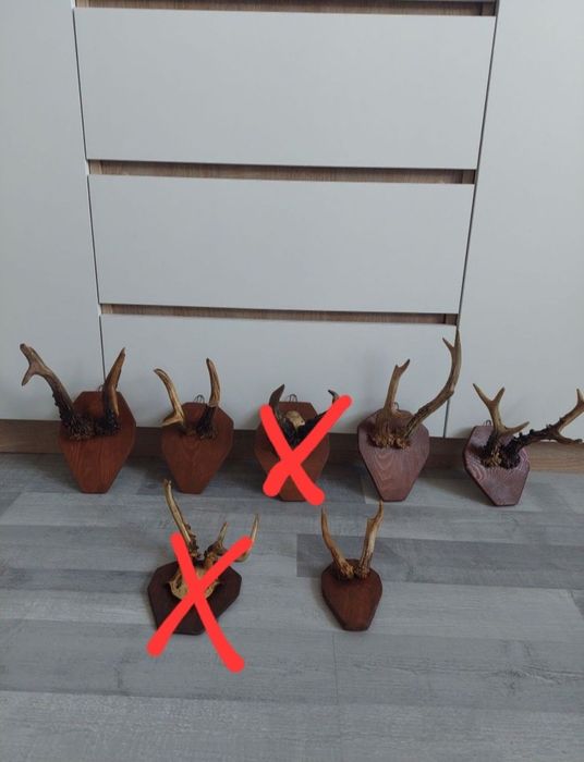 Poroże młodego jelenia