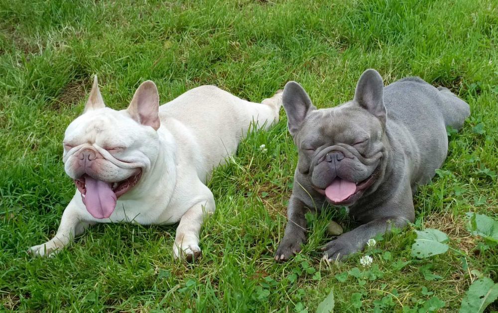 Buldog Francuski  LILAC Platinum  Blue Liliowy Isabella
