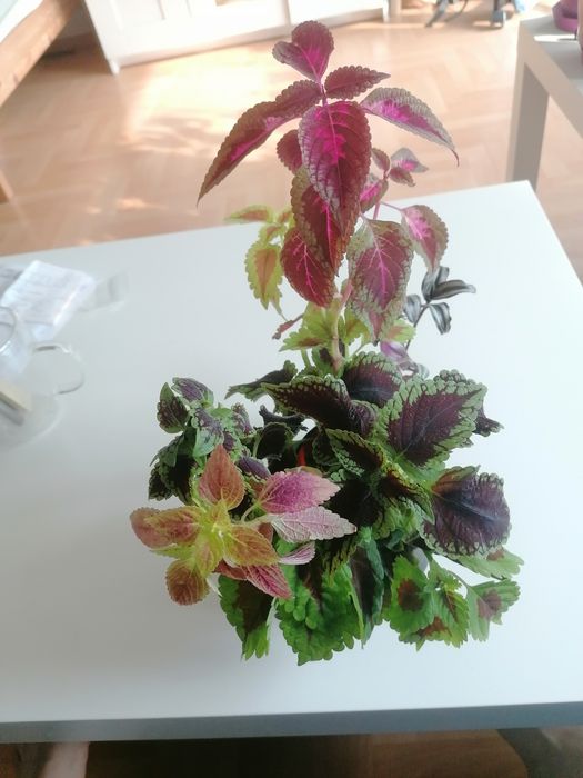 Szczepki koleusów i trzykrotki