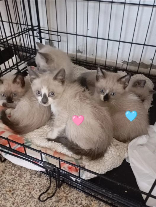 Gatos bebés para adoção