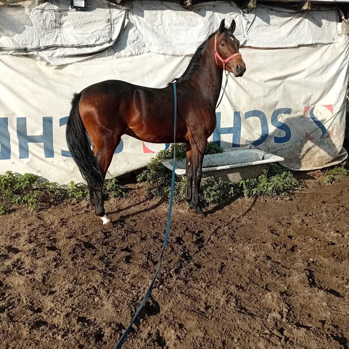 ogierek ,po holsztynie