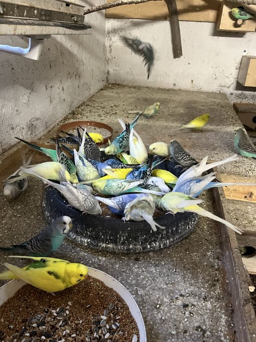 Papugi z woliery zewnetrznej