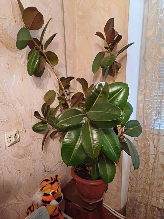 Продам  шикарный фикус.