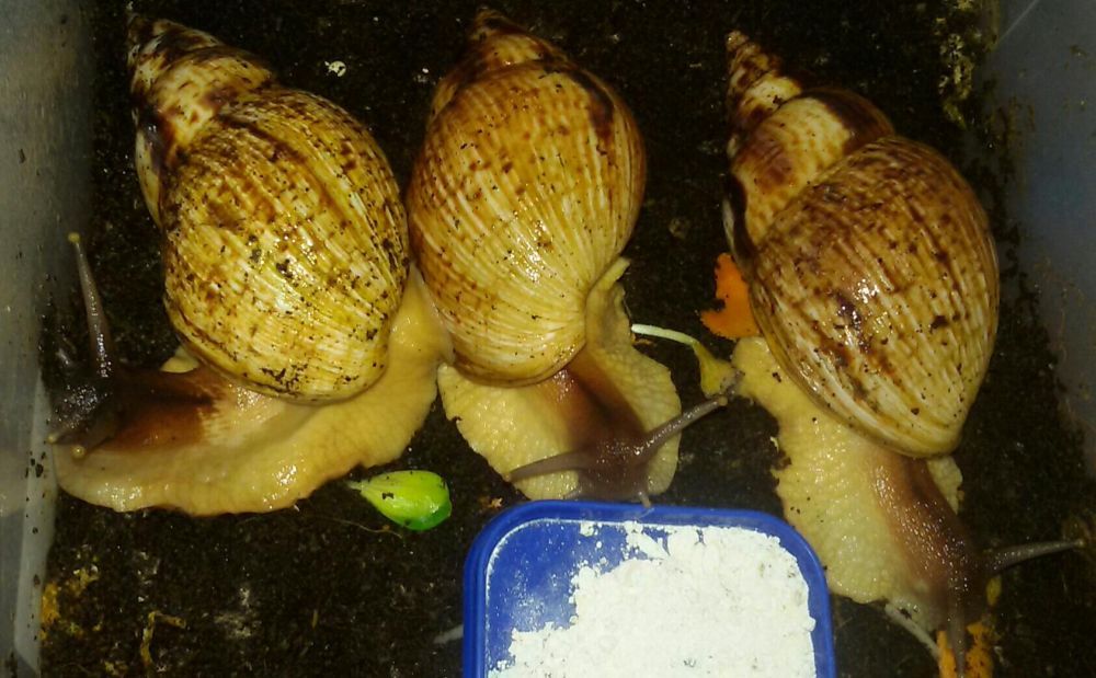 50 гр Улитки (равлики)сухопутные Ахатина АрхАхатина5