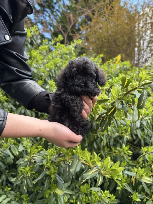 Ексклюзивні Мальтіпу Ф1/Ф2