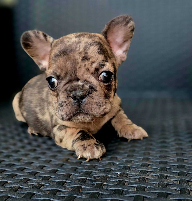 Bulldog Francês Macho MOFADINHO