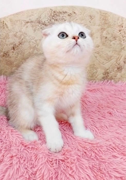 Маленьке Чудо Висловухий котик шотландик