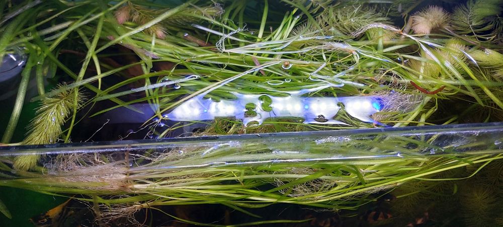 Małe gupiki i rośliny