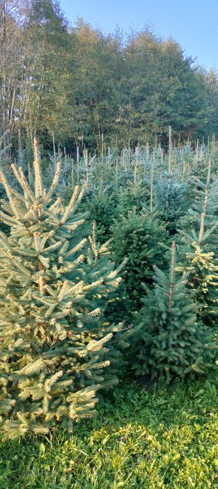 Choinki - świerk serbski