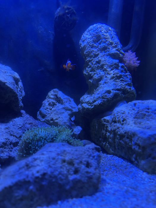 AQUARIO CUBO MARINHO 50x40x40