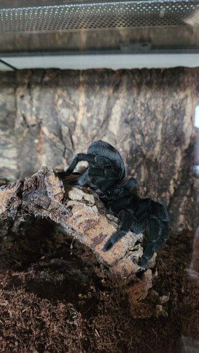 Grammostola Pulchra Samica 8DC