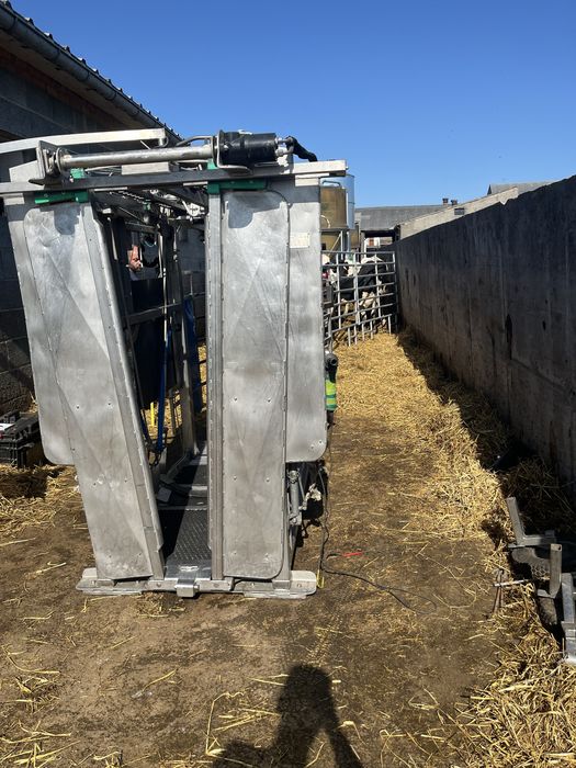 Korekcja racic u bydła