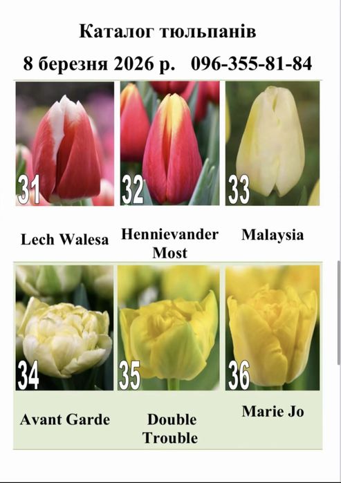 Тюльпани на 8.03 (мілкий гурт)