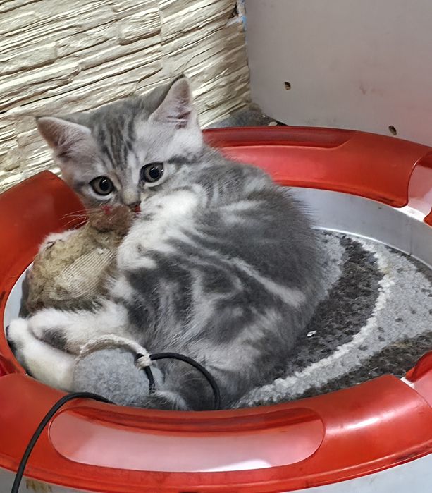 Котики муркотики