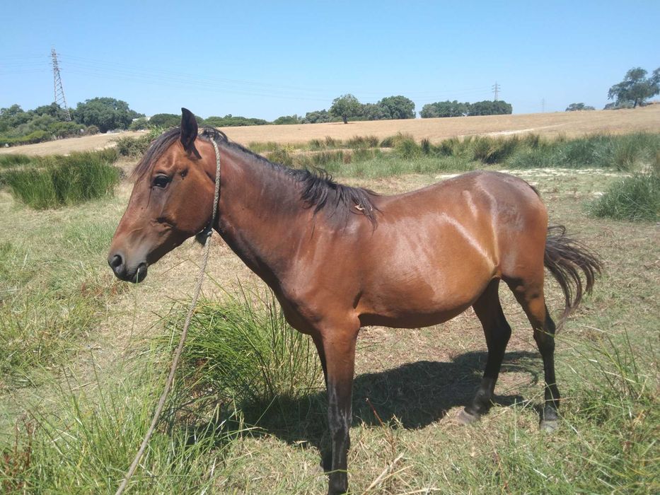 Vendo o cavalo castanho