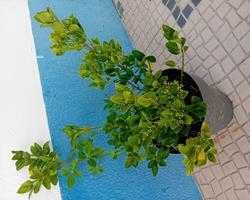Evo'nio do Japao (Euonymus Japonicus) para sebes