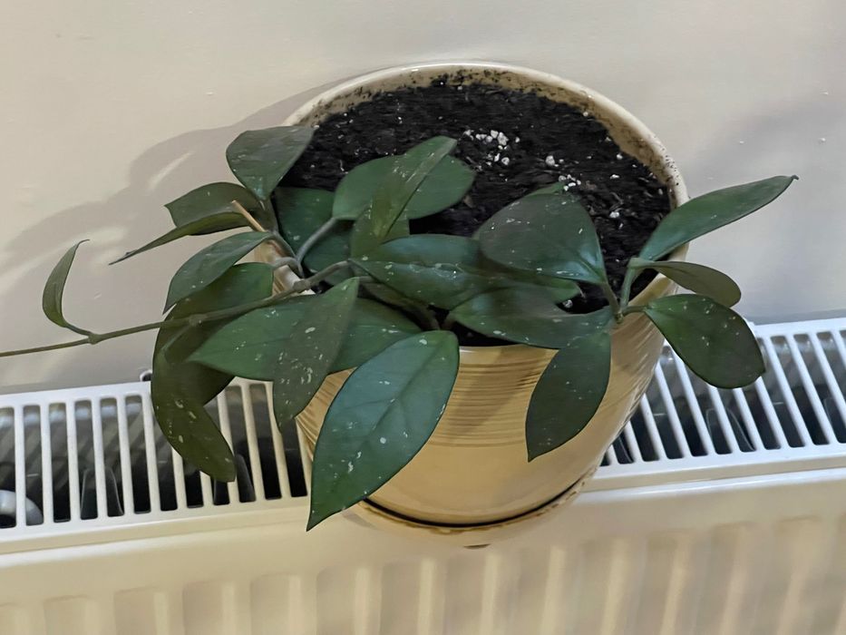 Hoya sadzonka ukorzeniona