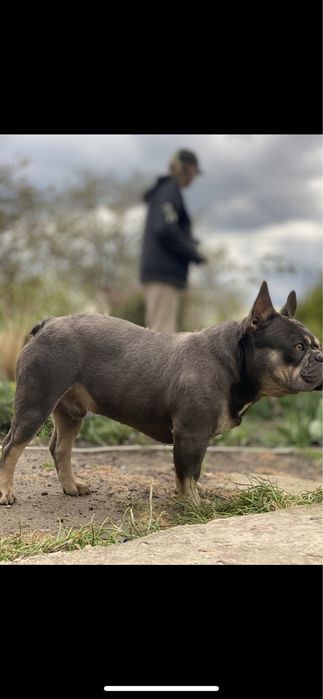 Вязка Французський бульдог лілак тан. Вязка