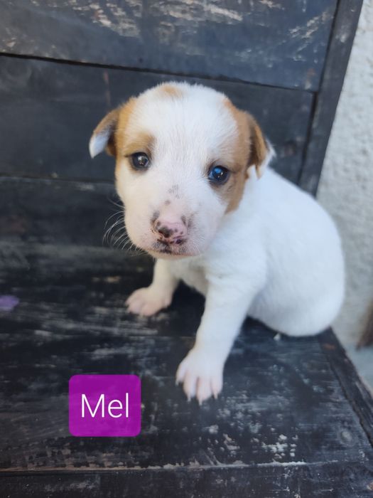 Bebés amorosos para adoção