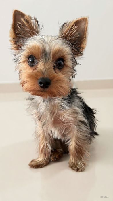 Szczeniak Yorkshire Terrier