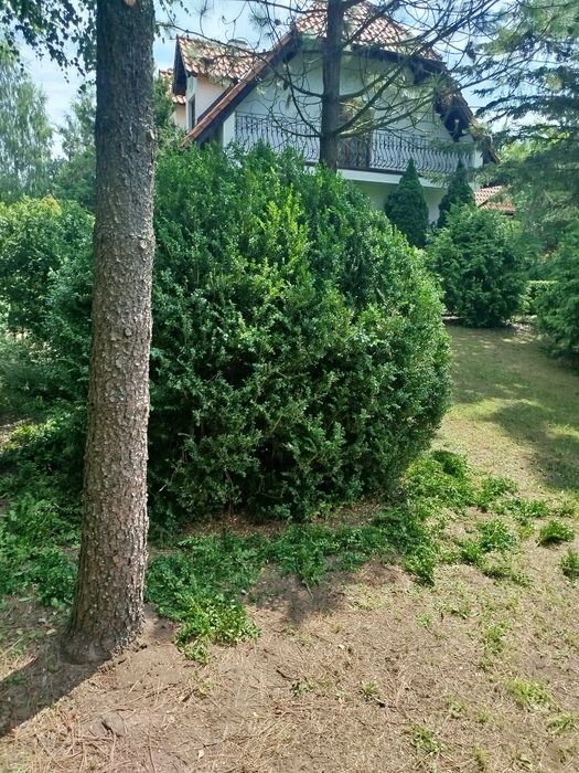Pielęgnacja ogrodu