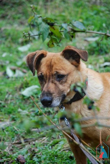 Mały, przyjazny  piesek Manto szuka domu