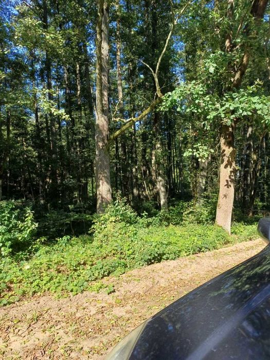 Sprzedam olchę tartaczną na pniu w korzystnej cenie.