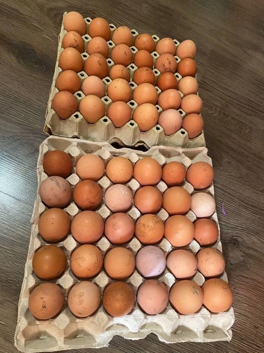 СМАЧНІ ДОМАШНІ курячі яйця