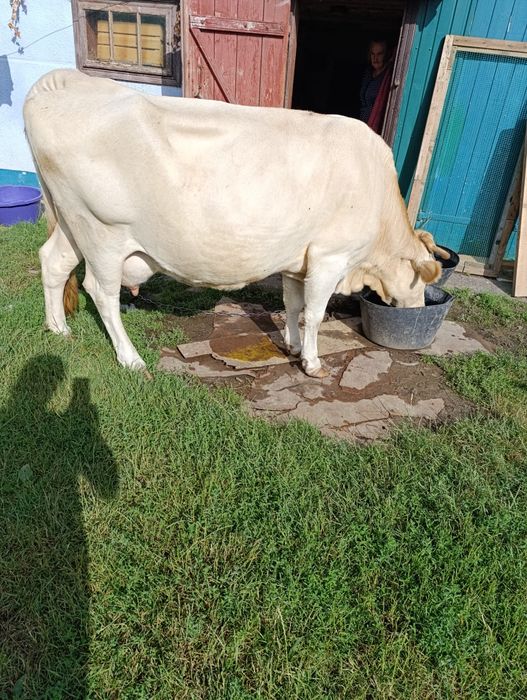 Сільське господарство