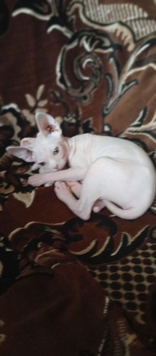 Котёнок - сфинкс