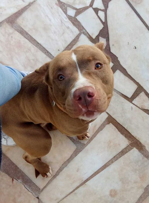 Pitbull para Adoção