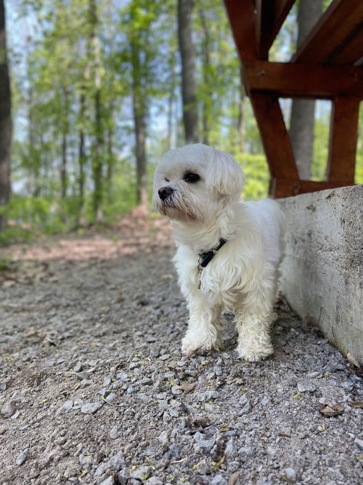 Вінниця Вязка хлопчик мини Мальтезе, міні Мальтійська Болонка
