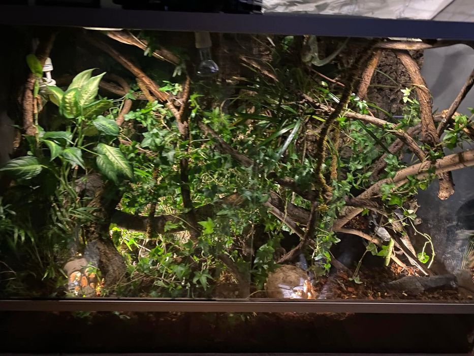 Ogromne piękne szklane terrarium okazja!!!