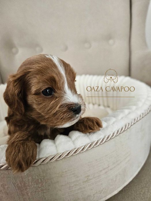 Cavapoo F1B Chłopiec