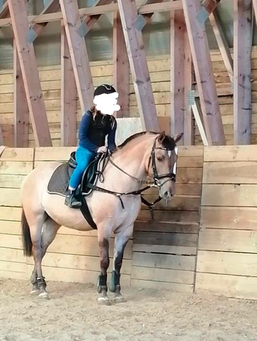 Super kucyk do hipoterapii