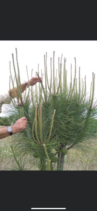 Enxertos Pinheiro Manso