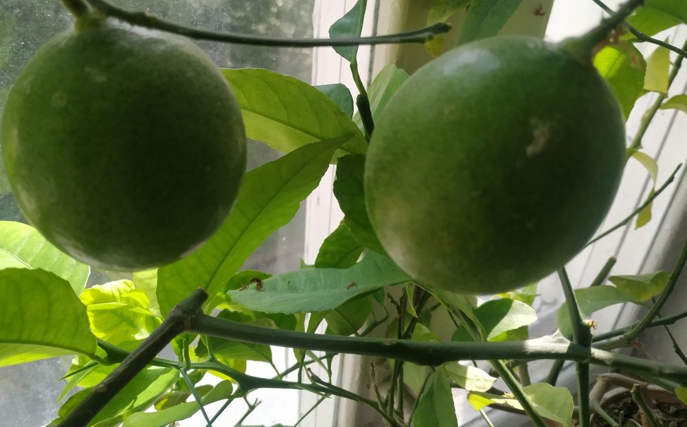 Лимон для домашнього вирощування
Цей лимон для домашнього вирощування.