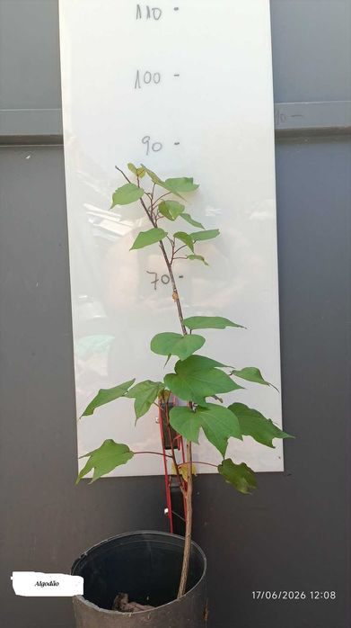 planta do Algodão