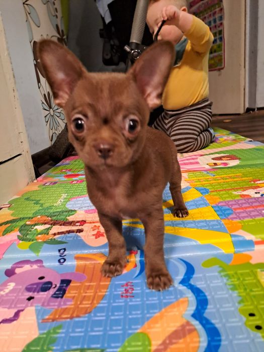 Вʼязка чихуахуа хлопчик 8 років шукає подругу